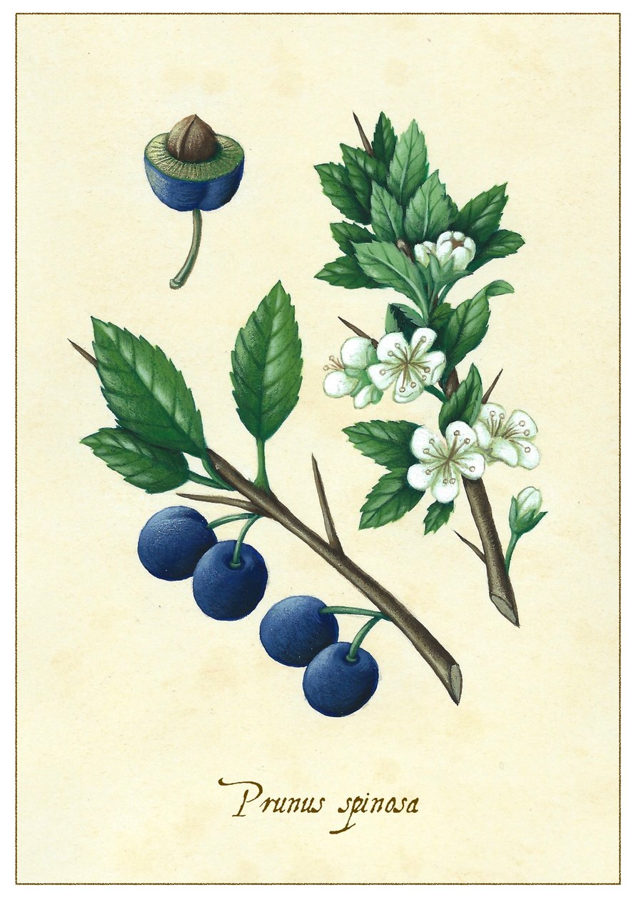 Prunus spinosa, 2015 (guassi) tekijältä Annalisa Morrocco