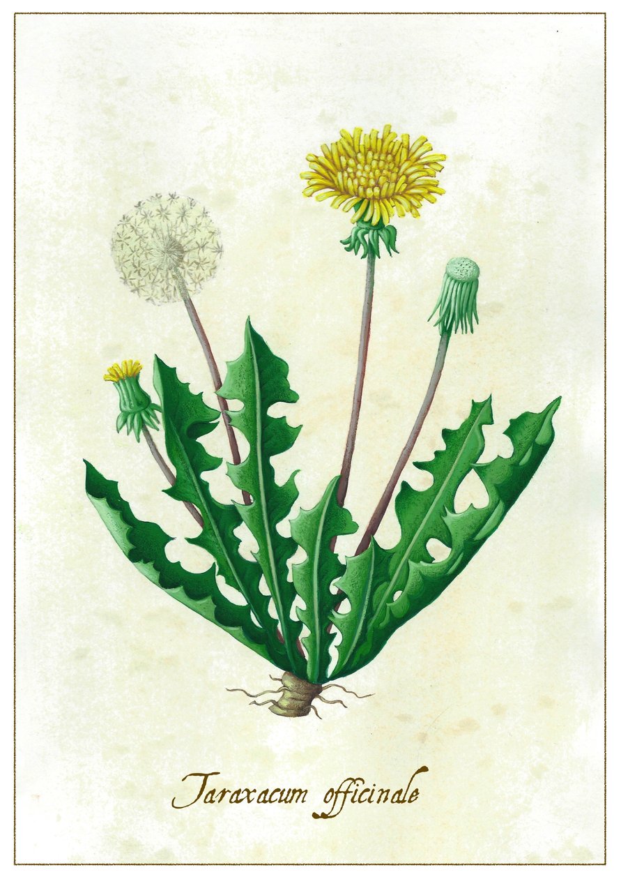 Taraxacum officinale, 2015 (guassi) tekijältä Annalisa Morrocco