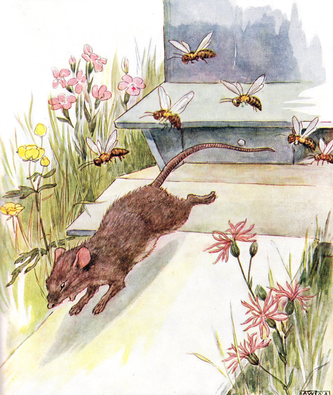 "He ryntäsivät kimppuuni sumiseen ja hyräillen ja yrittivät pistää", kuvitus Thomas Nelson und Sonsin julkaisemasta The Mischievous Mouse Book -kirjasta, 1920-luku tekijältä Anne Anderson