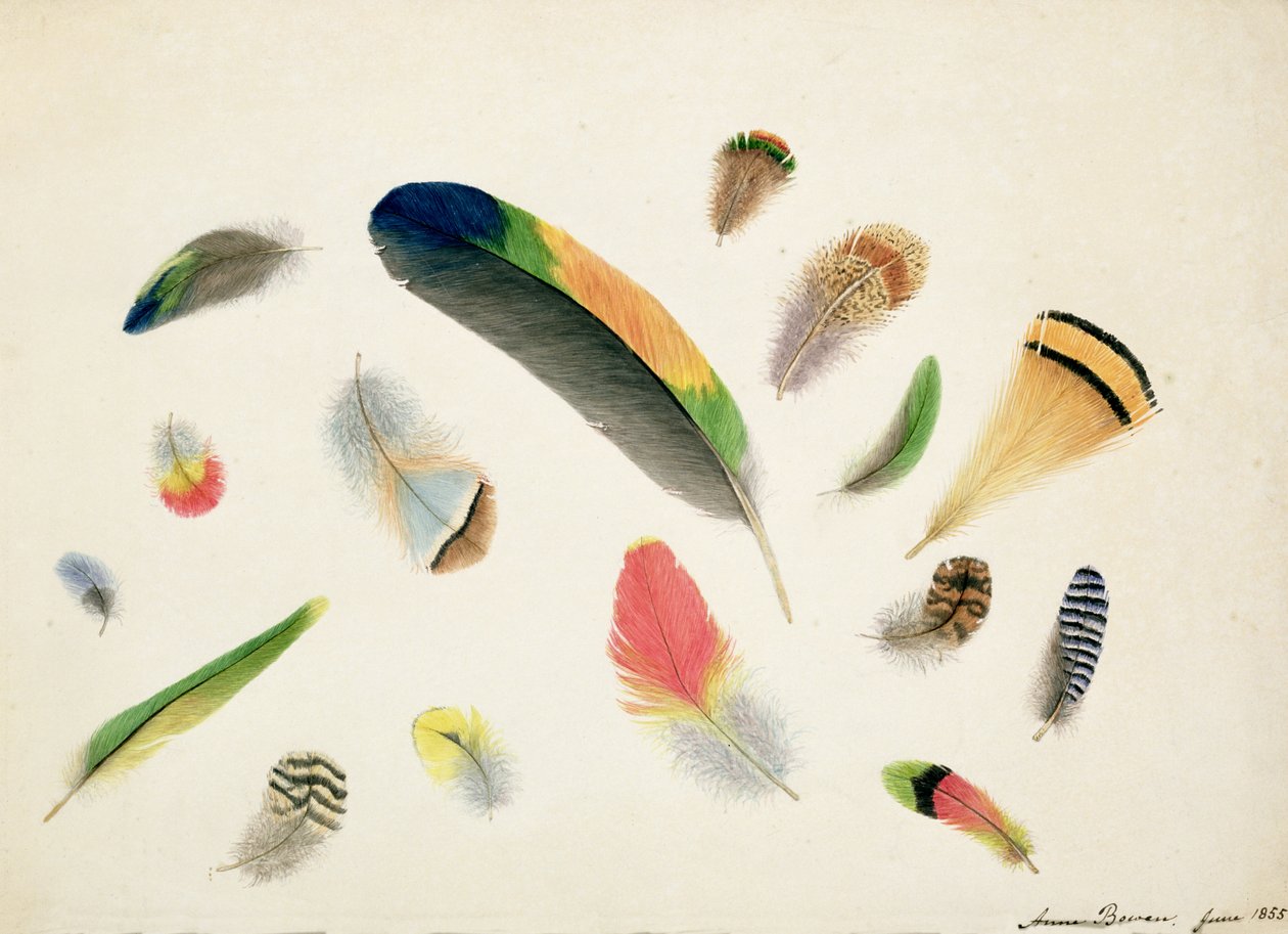 Studies of Feathers, 1855 (wc paperilla) tekijältä Anne Bowen