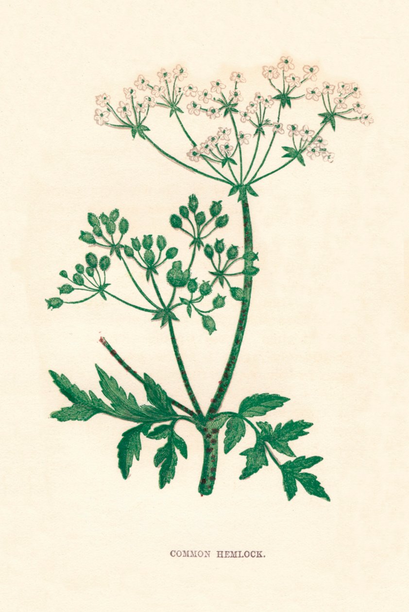 Common Hemlock, c1891, 1891 tekijältä Anne Pratt