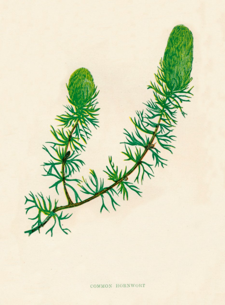 Common Hornwort, c1891, 1891 tekijältä Anne Pratt