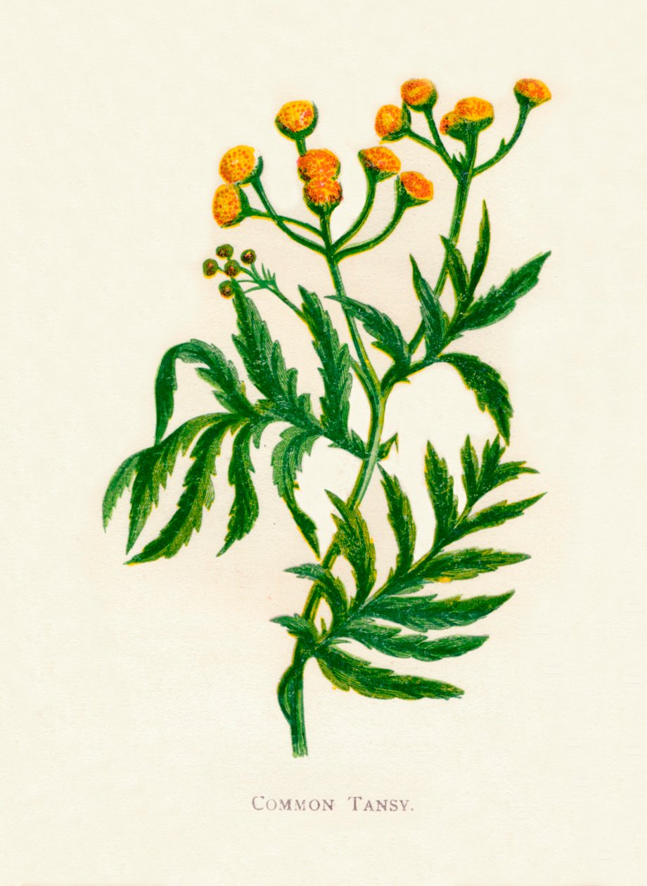Common Tansy, c1891, 1891 tekijältä Anne Pratt