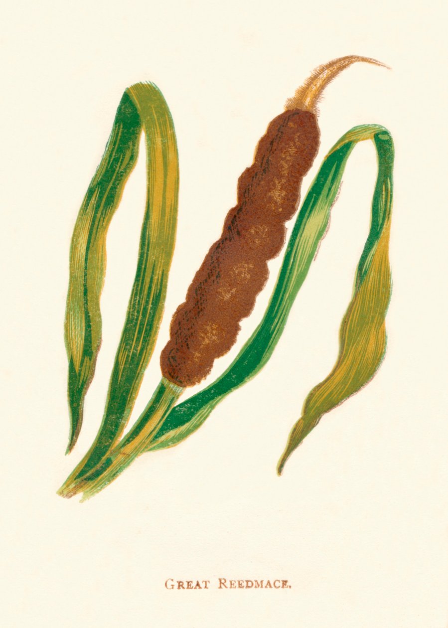 Suuri Reedmace, c1891, 1891 tekijältä Anne Pratt
