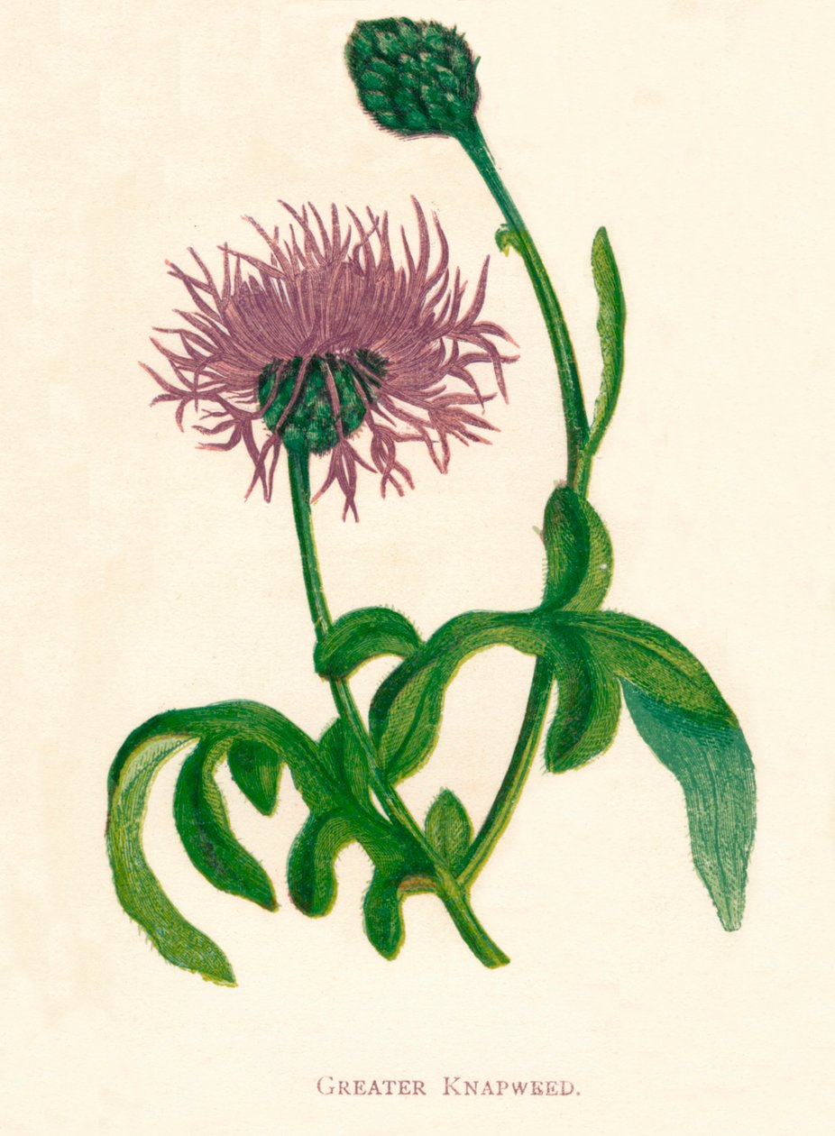 Greater Knapweed, c1891, 1891 tekijältä Anne Pratt