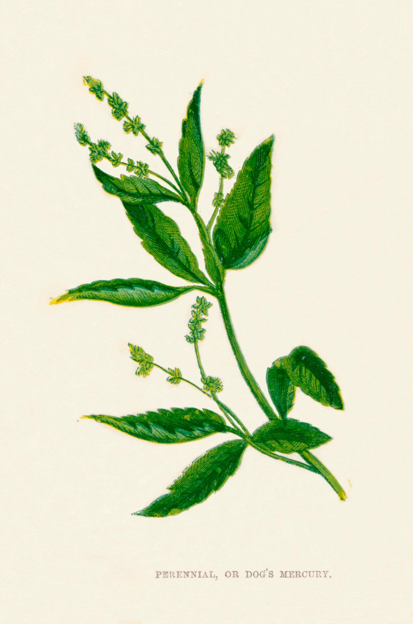 Perennial eli koirat Mercury, c1891, 1891 tekijältä Anne Pratt