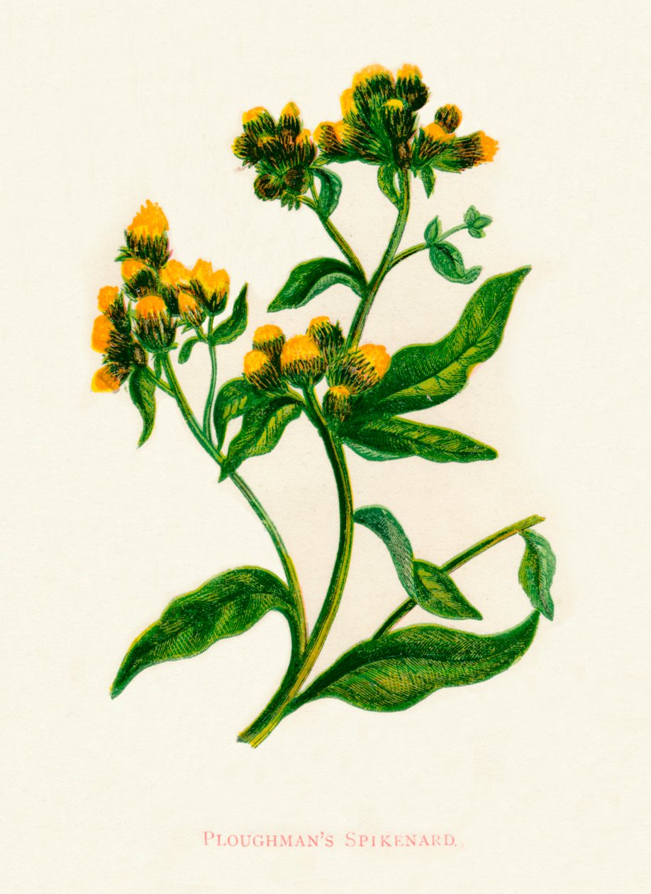 Ploughmans Spikenard, c1891, 1891 tekijältä Anne Pratt