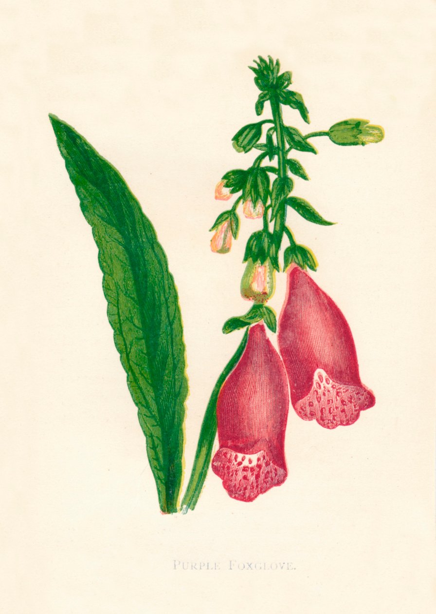 Purple Foxglove, c1891, 1891. tekijältä Anne Pratt