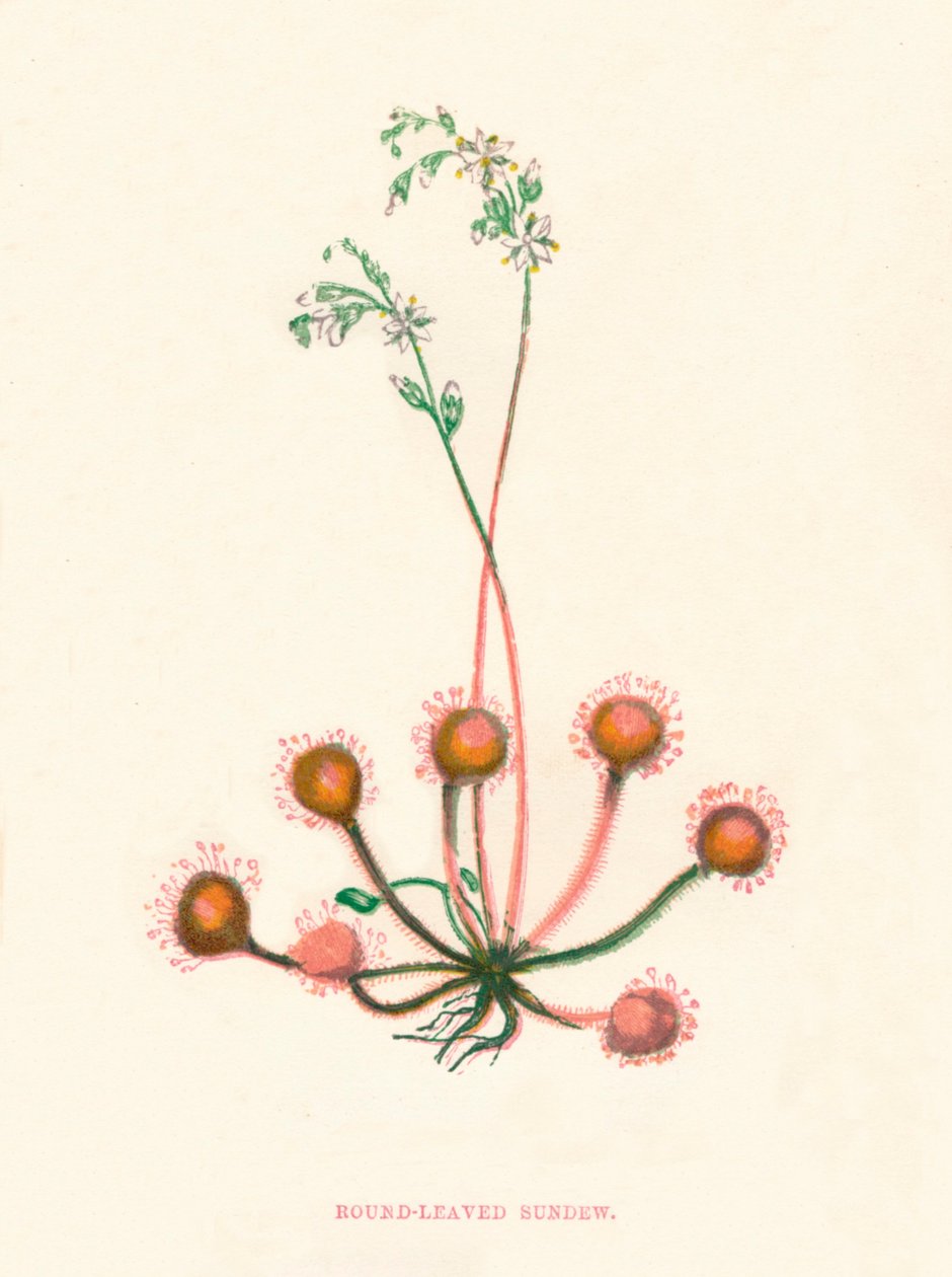 Pyöreälehtinen sundew, c1891, 1891 tekijältä Anne Pratt