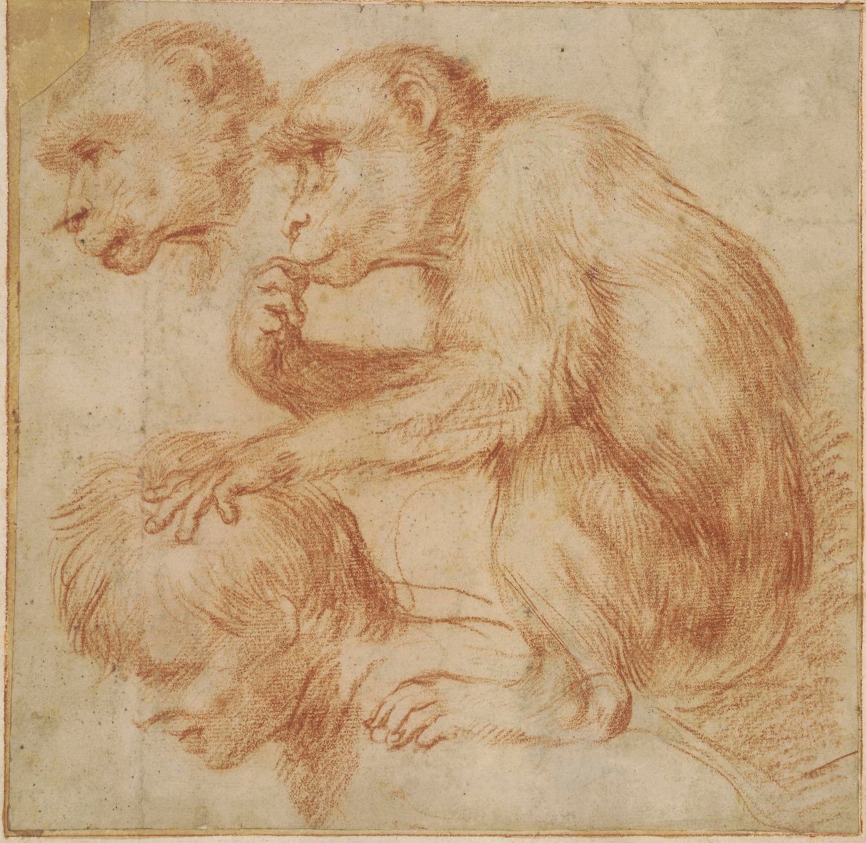 Carracci - Apina miehen olkapäillä profiilissa vasemmalle ja kasvotutkimus, maalaustutkimus Punaliitu, Ff,2.115 tekijältä Annibale Carracci