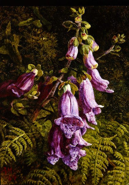 Foxgloves tekijältä Annie Feray Mutrie