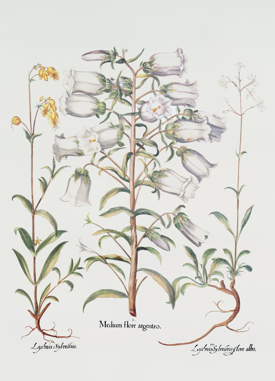 Canterbury Bell, saksalainen, 1700-luku (käsinvärinen kaiverrus) tekijältä Unbekannt Unbekannt