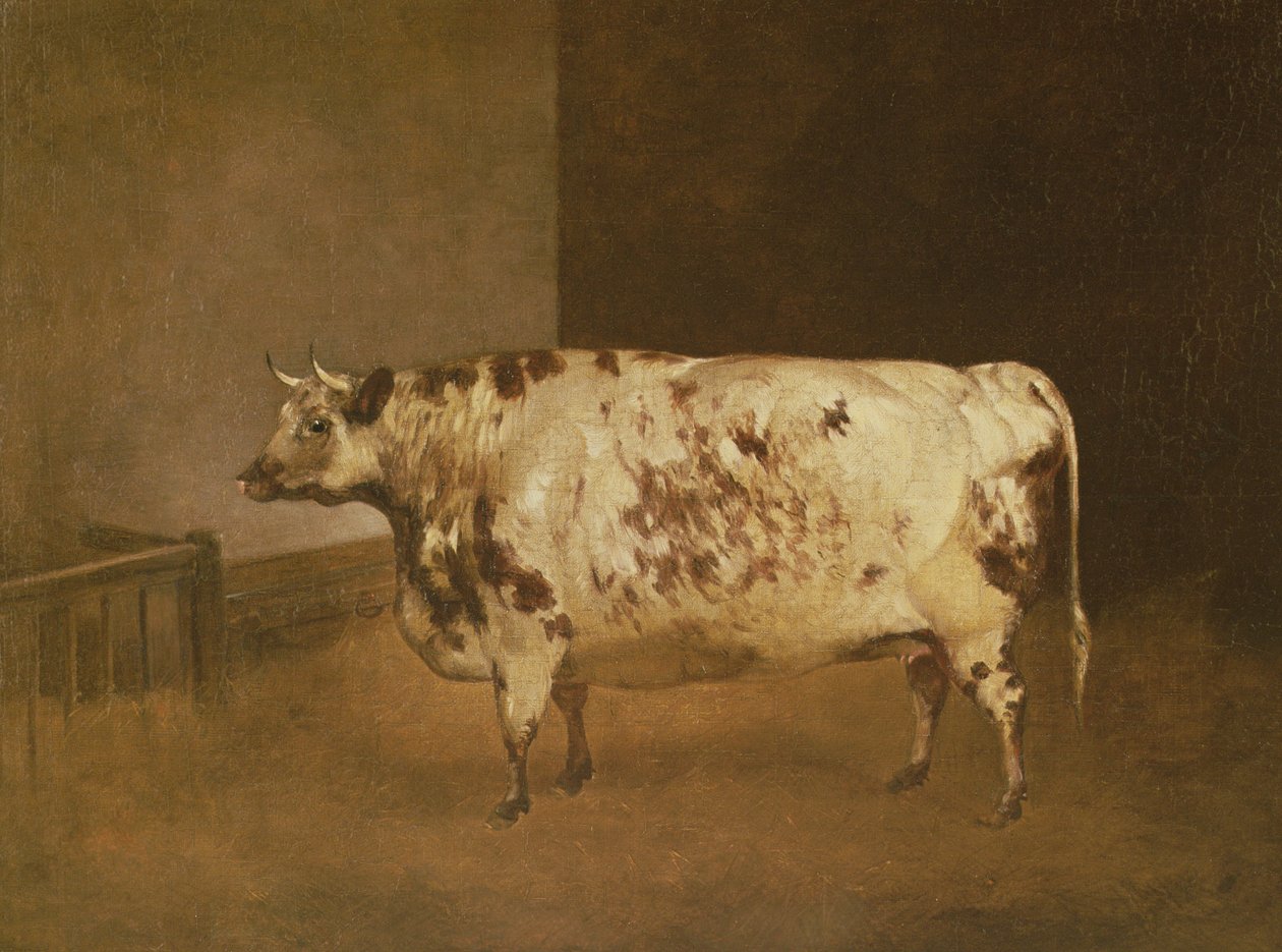 Shorthorn-lehmä, noin 1850 tekijältä Unbekannt Unbekannt
