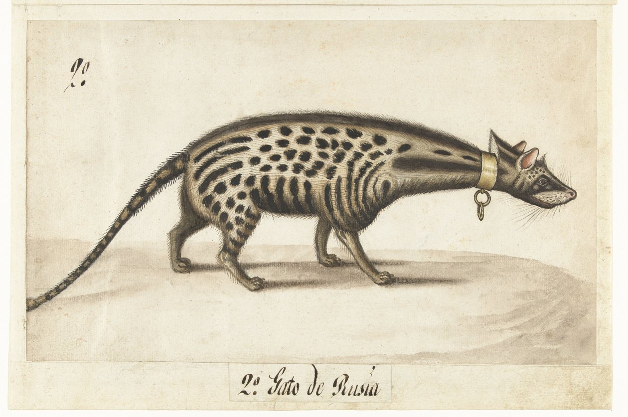 Albumiarkki siivetillä Civet Cat tekijältä Anonymous