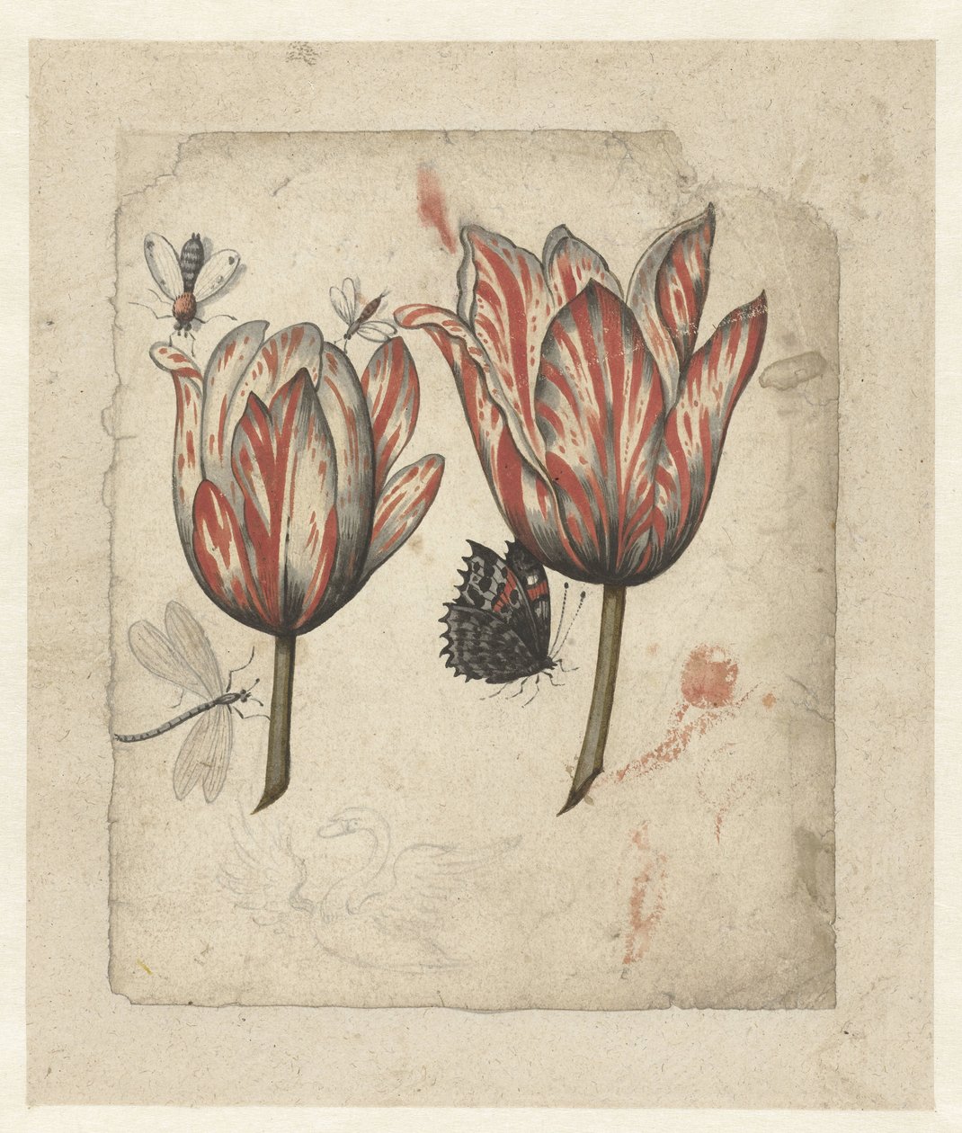 Fulla amb dues tulipes i algun acabat d