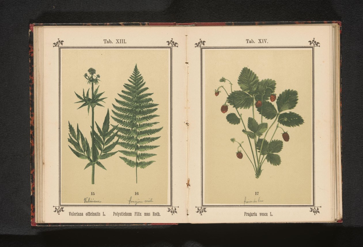 Bosaardbei Fragaria vesca L. (otsikko esineessä) tekijältä Anonymous