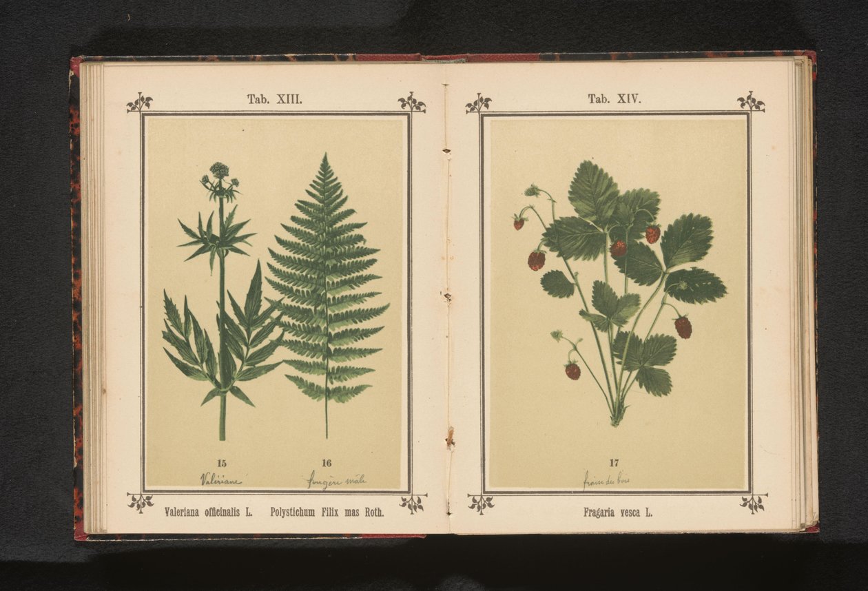 Todellinen valerian ja uros saniaisen oksa Valeriana officinalis L. Polystichum Filix mas Roth (otsikko esineessä) tekijältä Anonymous