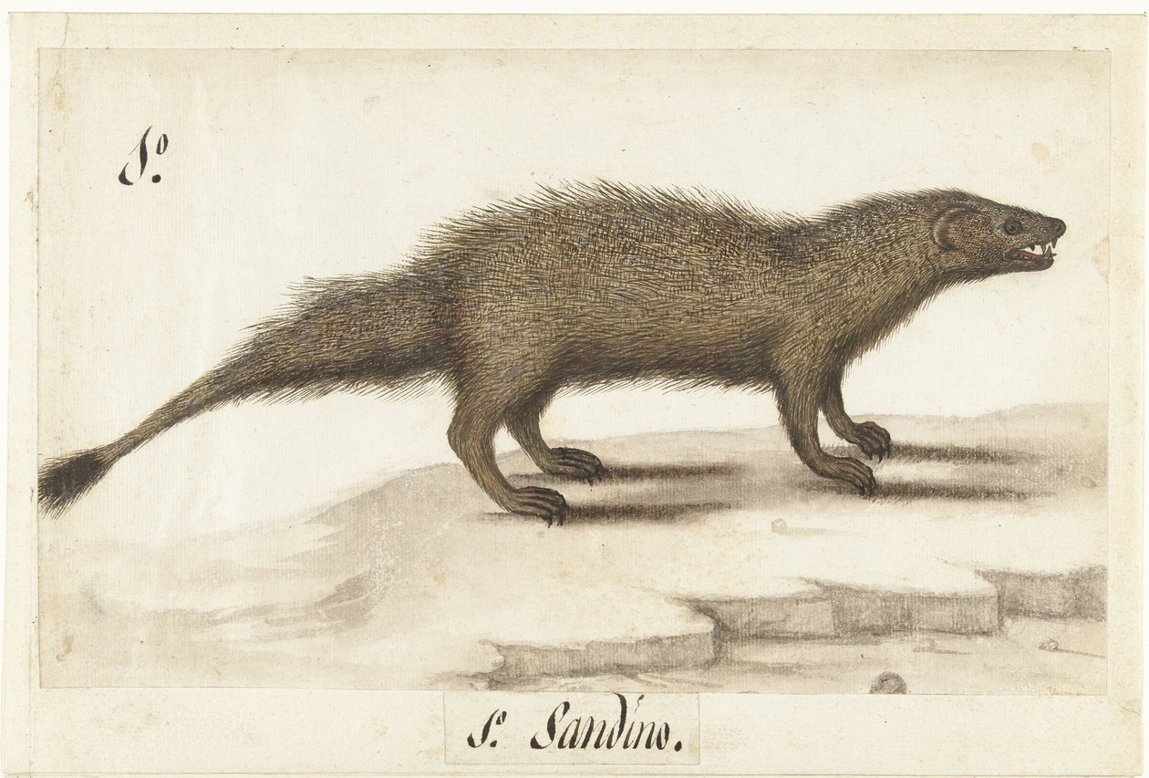Egyptiläinen chneumon Herpestes ichneumon / Sandino / Egyptin Mongoose (otsikko esineessä) Lombard-albumi (sarjan nimi) tekijältä Anonymous
