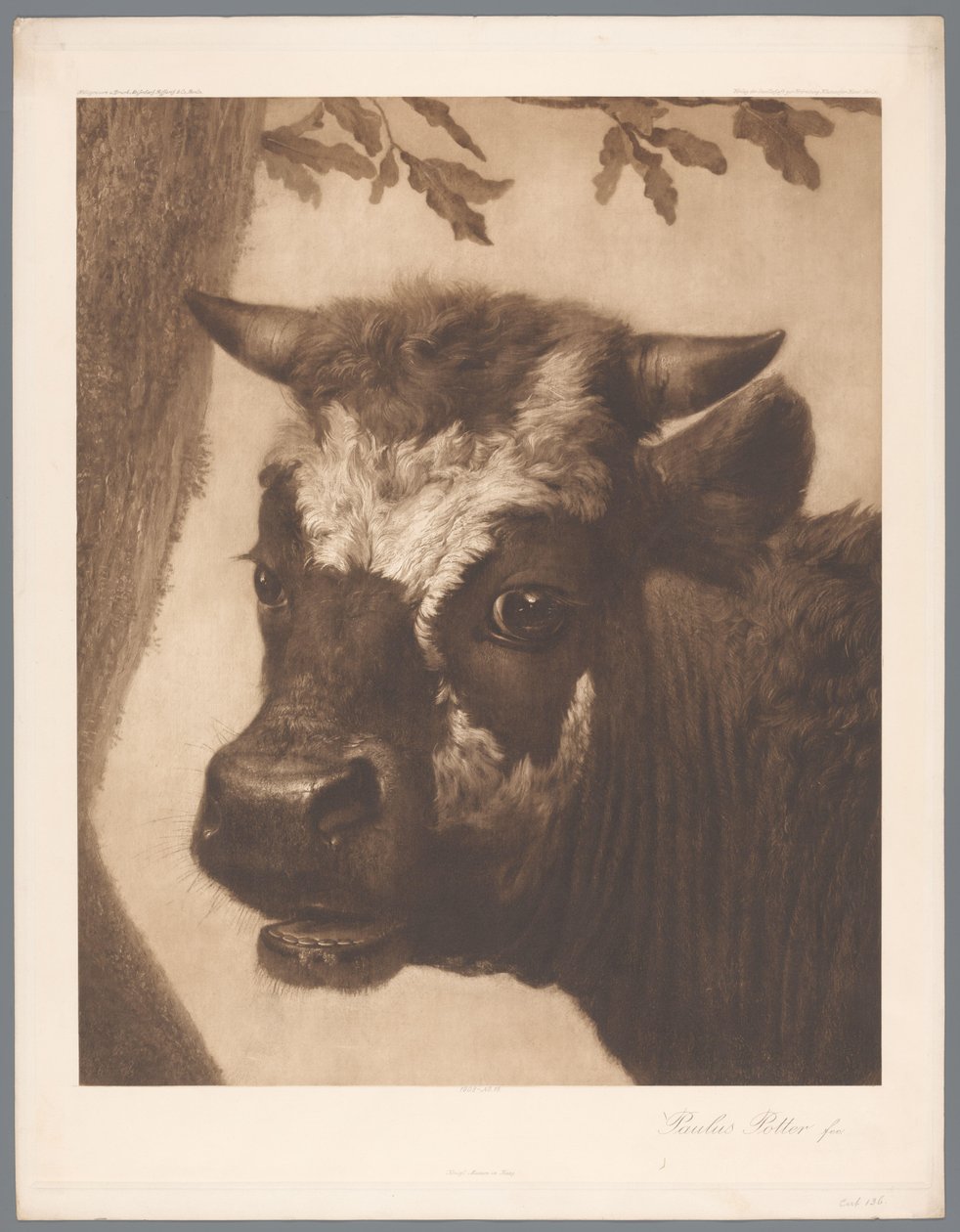 Reproducció fotogràfica del detall de la pintura El toro de Paulus Potter, coll. Mauritshuis 1902 - 15. / Konigl. Acabat Museum im Haag (títol de la sèrie). tekijältä Anonymous