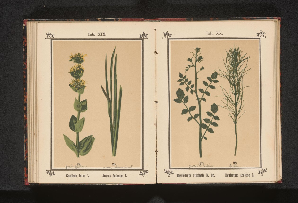 Gele gentiaan en kalmoes Gentiana lutea L. Acorus Calamus L. (otsikko esineessä) tekijältä Anonymous