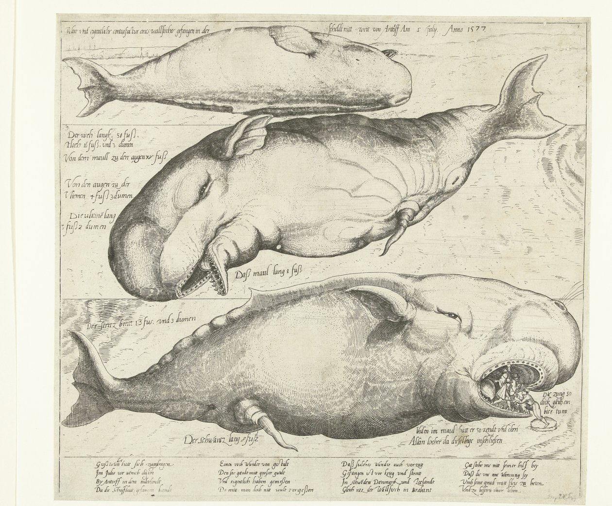 Rannalla oleva valas Antwerpenin lähellä, 1577 True ung eigentliche contrafactur eines wallfisches gefangen in der scheldt nitt weit von Antorff Am 2. heinäkuuta. Anno 1577 (otsikko esineessä) tekijältä Anonymous