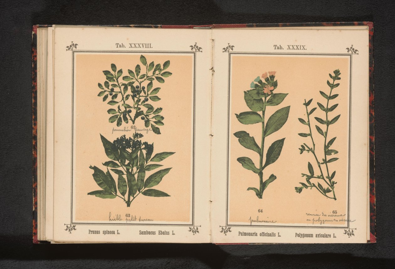 Täplikäs keuhkojuuri ja tavallinen sianheinä Pulmonaria officinalis L. Polygonum aviculare L. (otsikko esineessä) tekijältä Anonymous