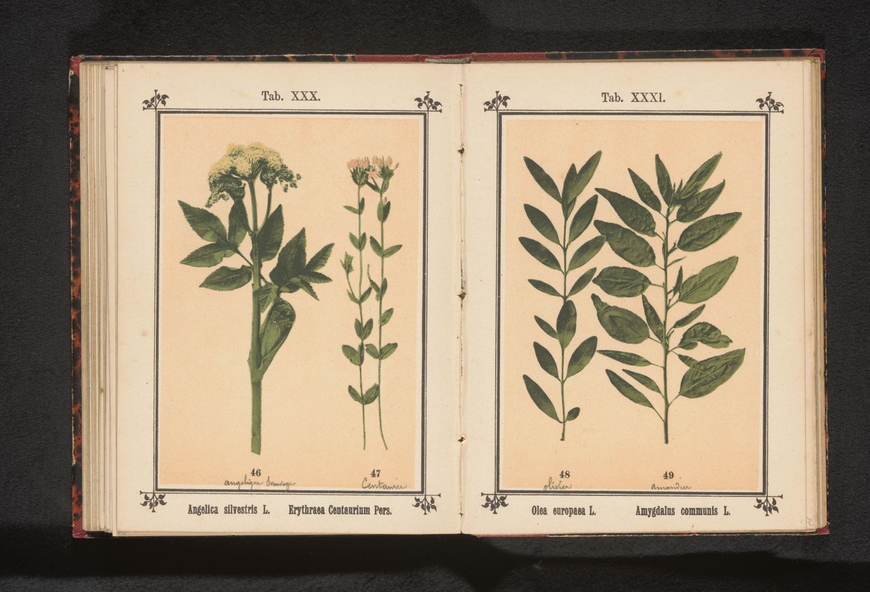 Tavallinen enkeli ja todellinen centaury Angelica silvestris L. Erythraea Centaurium Pers (otsikko esineessä) tekijältä Anonymous