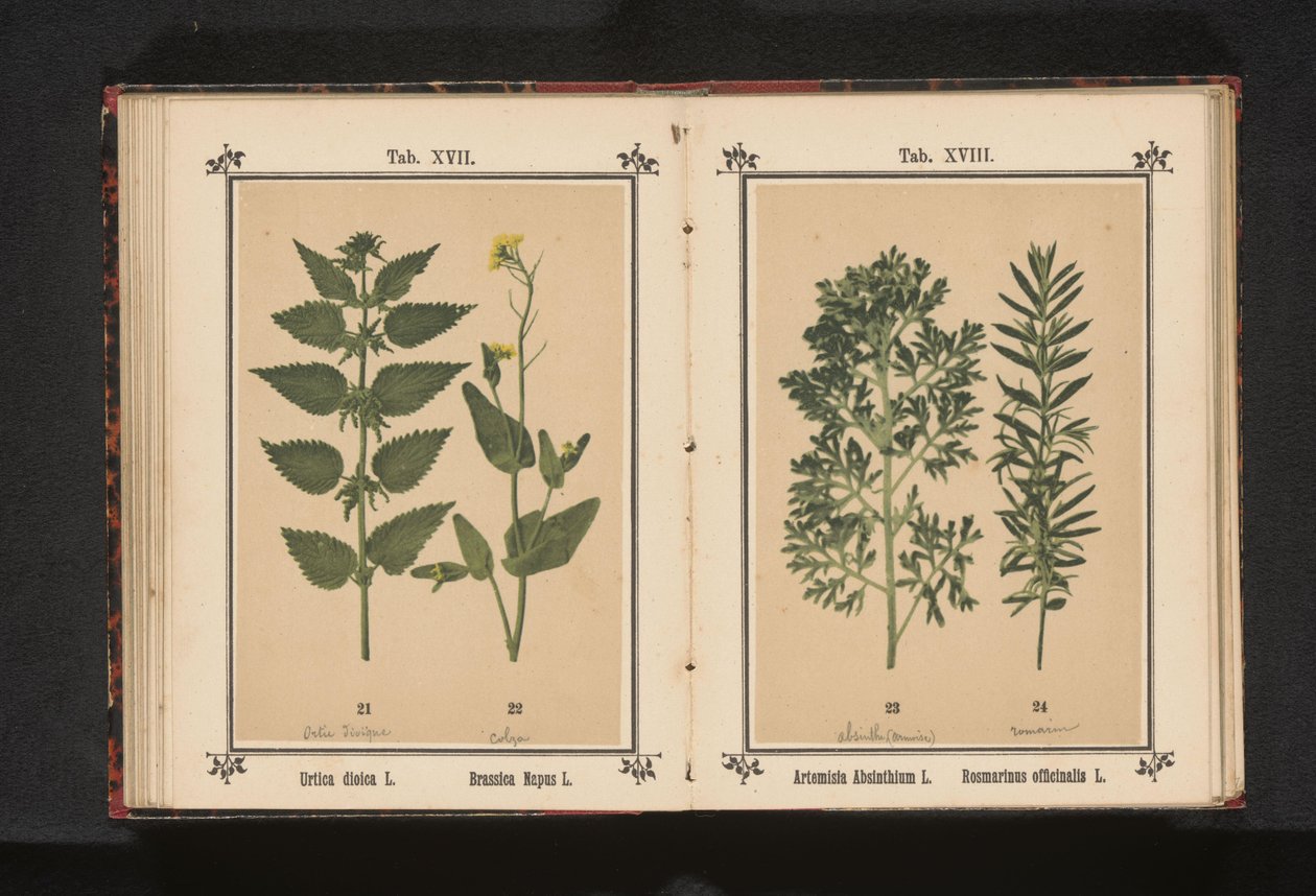 Nokkonen ja rypsi Urtica dioica L. Brassica Napus L. (otsikko esineessä) tekijältä Anonymous