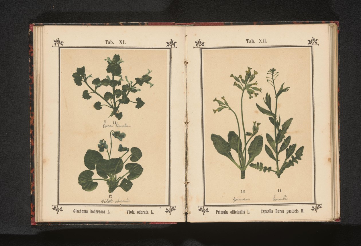 Kultainen esikko ja paimenen kukkaro Primula officinalis L. Capsella Bursa pastoris M. (otsikko esineessä) tekijältä Anonymous