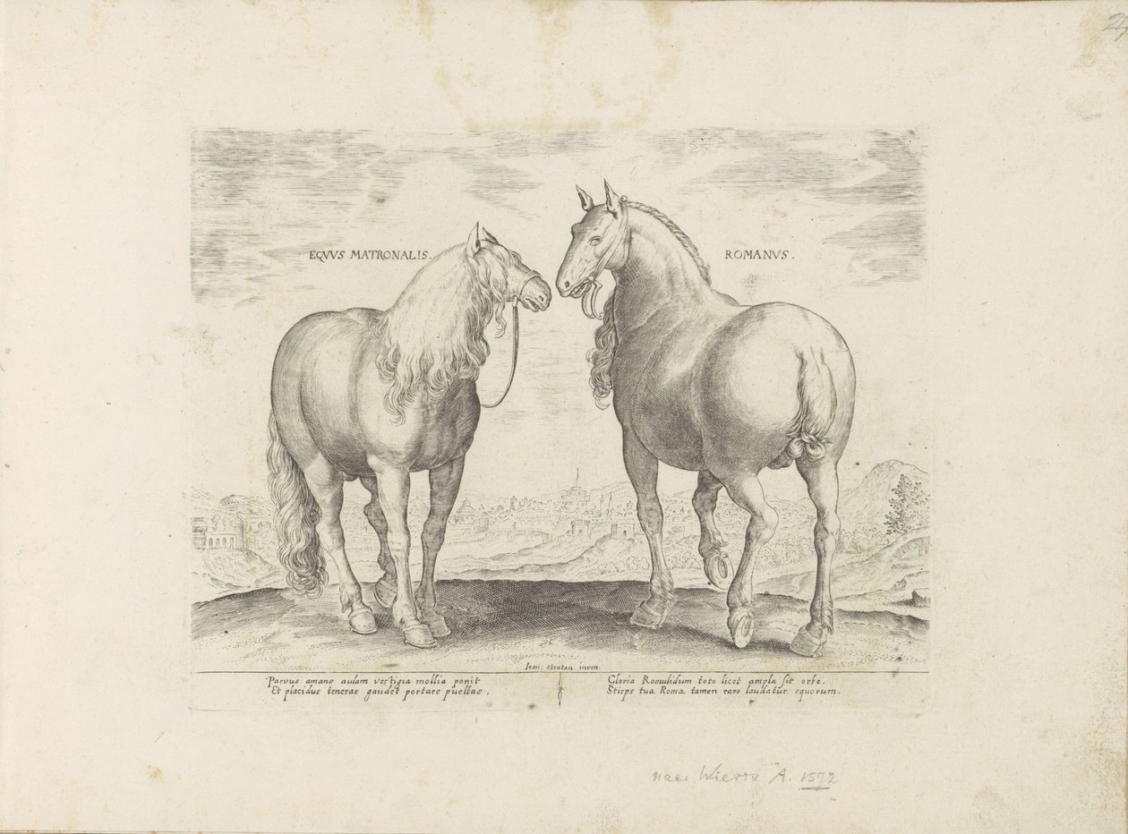 Hengst en merrie uit Rooma Roman Matronal Horse (otsikko esineessä) Paardenrassen uit de Koninklijke stallen van Don Juan van Oostenrijk (sarjan nimi) Hevonen, jossa kaikenlaisia ​​aatelisia: eri puolilta maailmaa valittujen hevosten käyttäytyminen eroteta tekijältä Anonymous