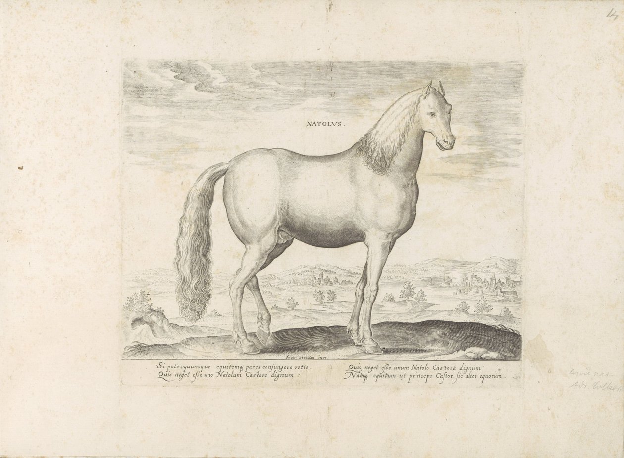 Hengst uit Anatolië Syntynyt (nimi esineessä) Paardenrassen uit de Koninklijke stallen van Don Juan van Oostenrijk (sarjan nimi) Hevonen, jossa kaikenlaisia ​​aatelisia: eri puolilta maailmaa erottuneiden hevosten käyttäytyminen valittu (...) (sarjan nimi  tekijältä Anonymous