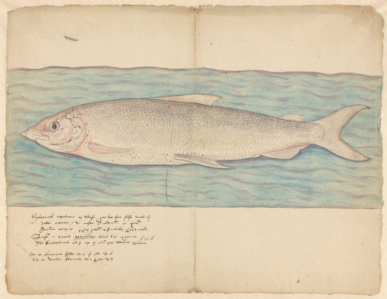 Houting (Coregonus oxyrinchus) tekijältä Anonymous