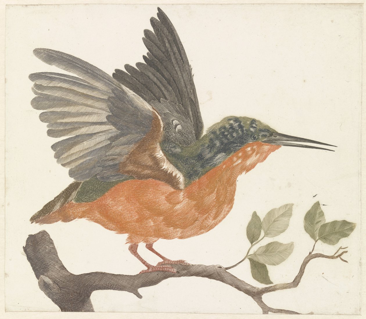 Kingfisher puun oksalla tekijältä Anonymous