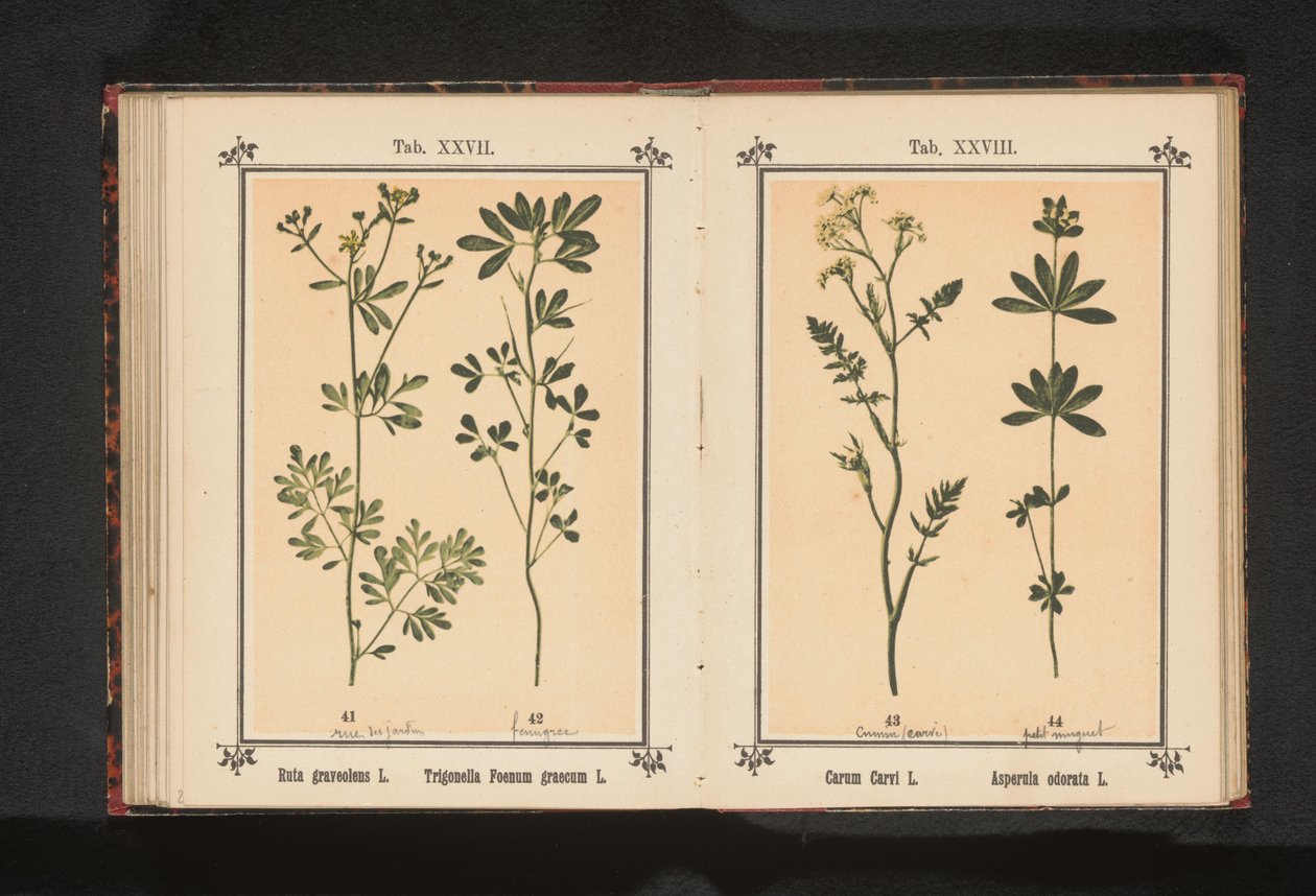 Karwij in lievevrouwebedstro Carum Carvi L. Asperula odorata L. (otsikko esineessä) tekijältä Anonymous