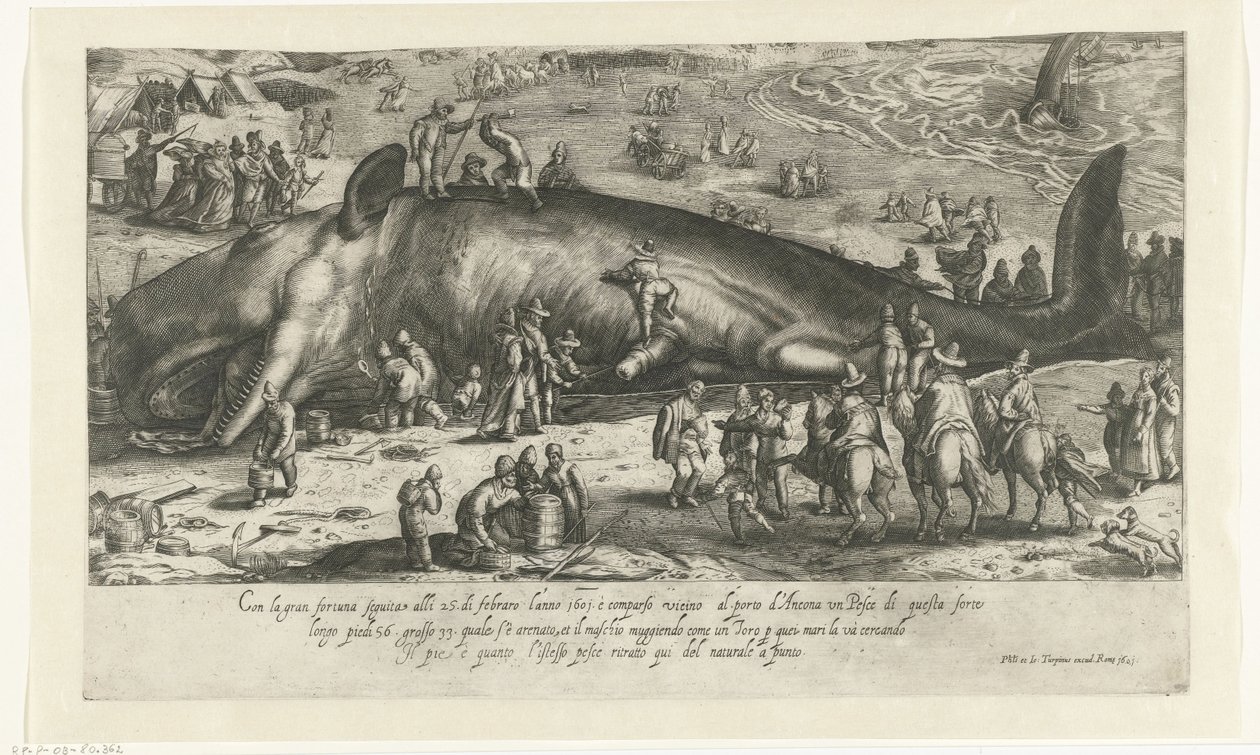 Kopio Berckheyn rantavalaasta vuodelta 1598 valaan seisoessa Anconassa vuonna 1601 Ritratto d