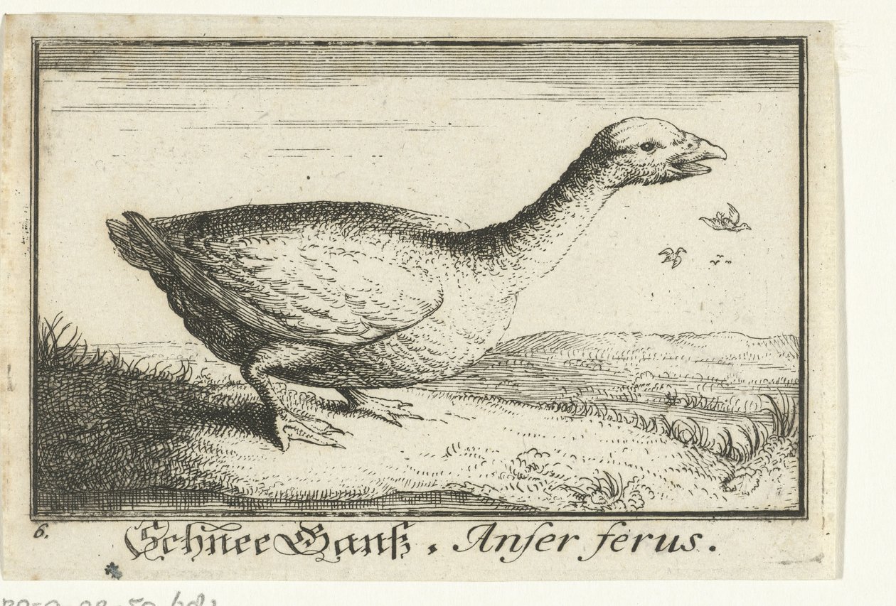 Maisema villihanhen kanssa Schnee Gans, Anfer ferus. (otsikko esineessä) tekijältä Anonymous