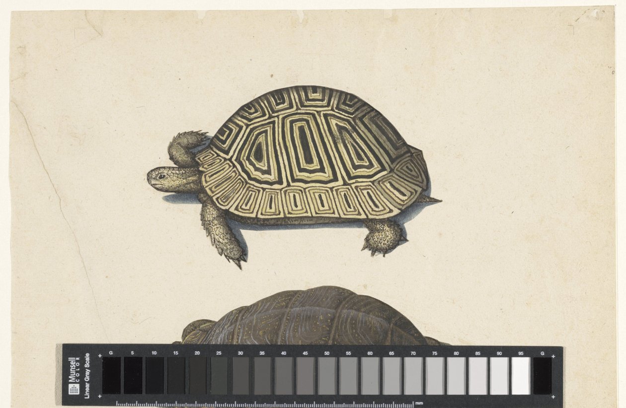 Landschildpad Lombard-albumi (sarjan nimi) tekijältä Anonymous