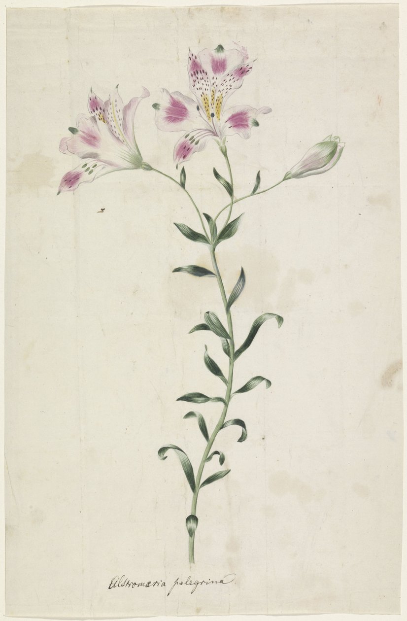 Leslie (Alstroemeria Pellegrina) tekijältä Anonymous