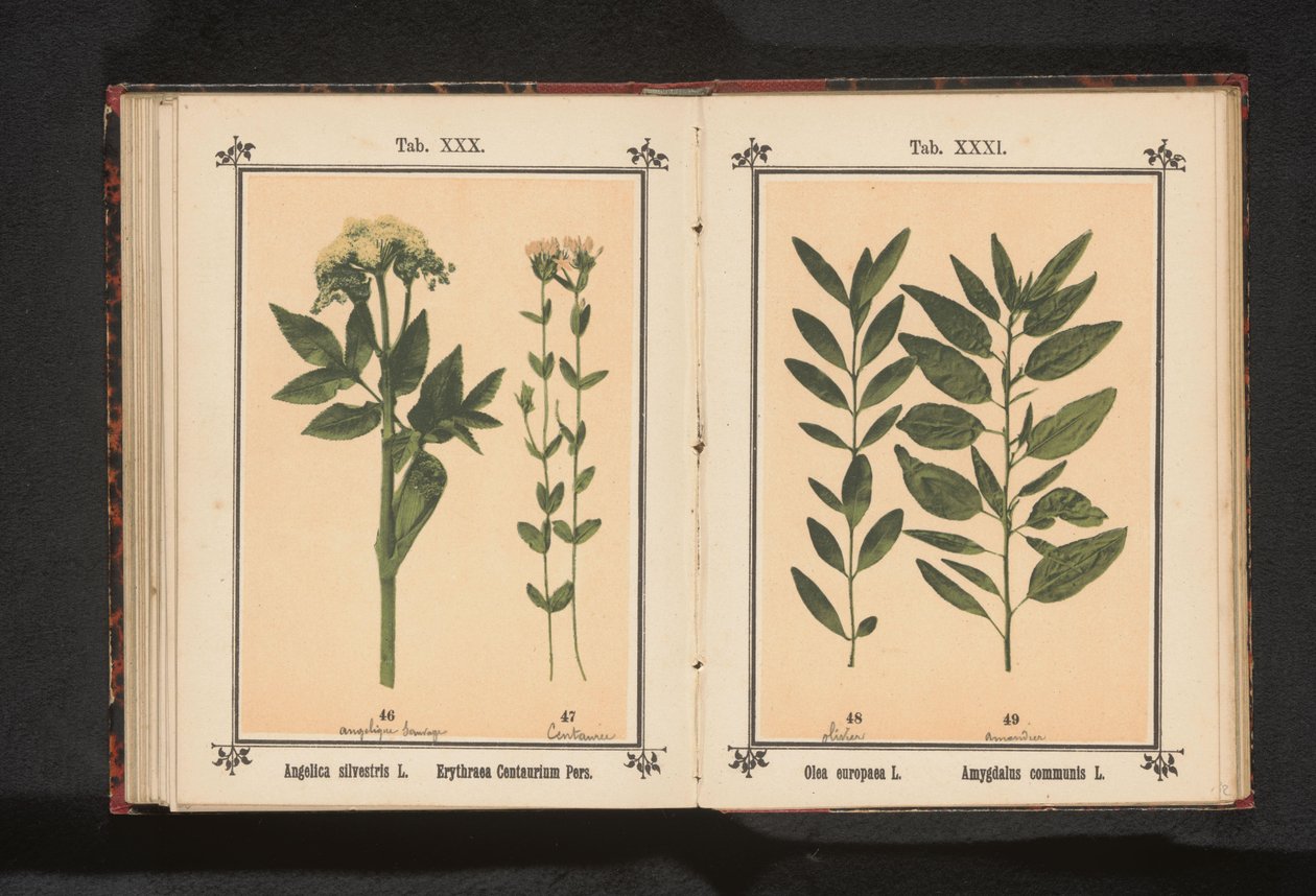 Oliivinoksa ja mantelioksa Olea europaea L. Amygdalus communis L. (otsikko esineessä) tekijältä Anonymous