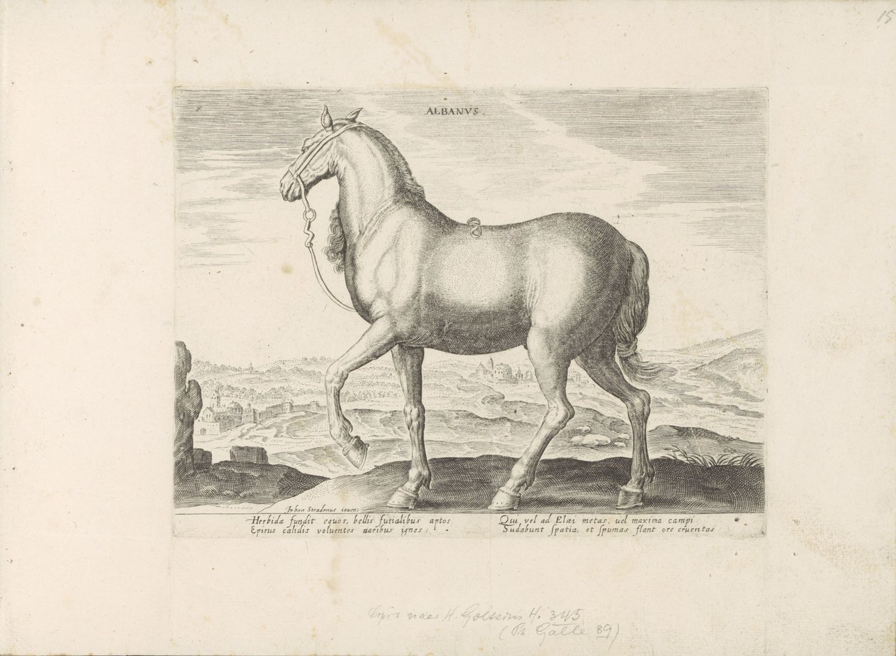 Paard uit Albania Albanus (otsikko esineessä) Paardenrassen uit de Koninklijke stallen van Don Juan van Oostenrijk (sarjan nimi) Hevonen, jossa kaikenlaisia ​​aatelisia: eri puolilta maailmaa erottuneiden hevosten käyttäytyminen valittu (...) (sarjan nimi  tekijältä Anonymous
