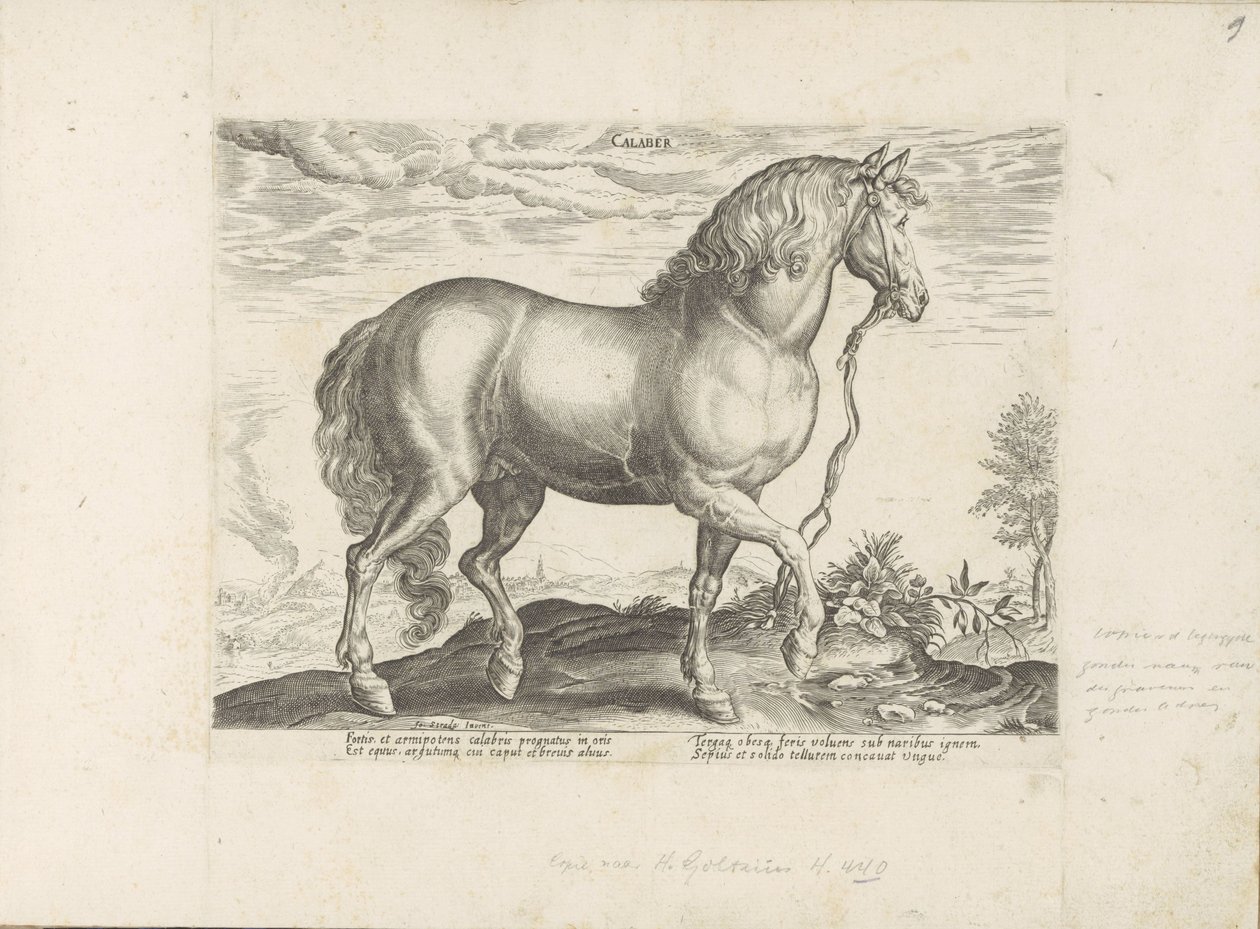 Paard uit Calabria Calabar (otsikko esineessä) Paardenrassen uit de Koninklijke stallen van Don Juan van Oostenrijk (sarjan nimi) Hevonen, jossa kaikenlaisia ​​aatelisia: eri puolilta maailmaa erottuneiden hevosten käyttäytyminen valittu (...) (sarjan nimi tekijältä Anonymous