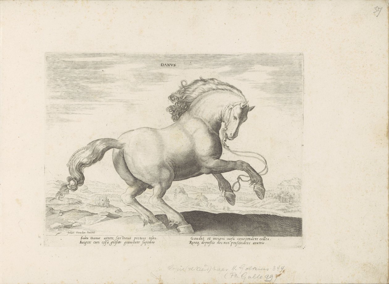 Paard uit Danemarken tanska (otsikko esineessä) Paardenrassen uit de Koninklijke stallen van Don Juan van Oostenrijk (sarjan nimi) Hevonen, jossa kaikenlaisia ​​aatelisia: eri puolilta maailmaa erottuneiden hevosten käyttäytyminen valittu (...) (sarjan nim tekijältä Anonymous