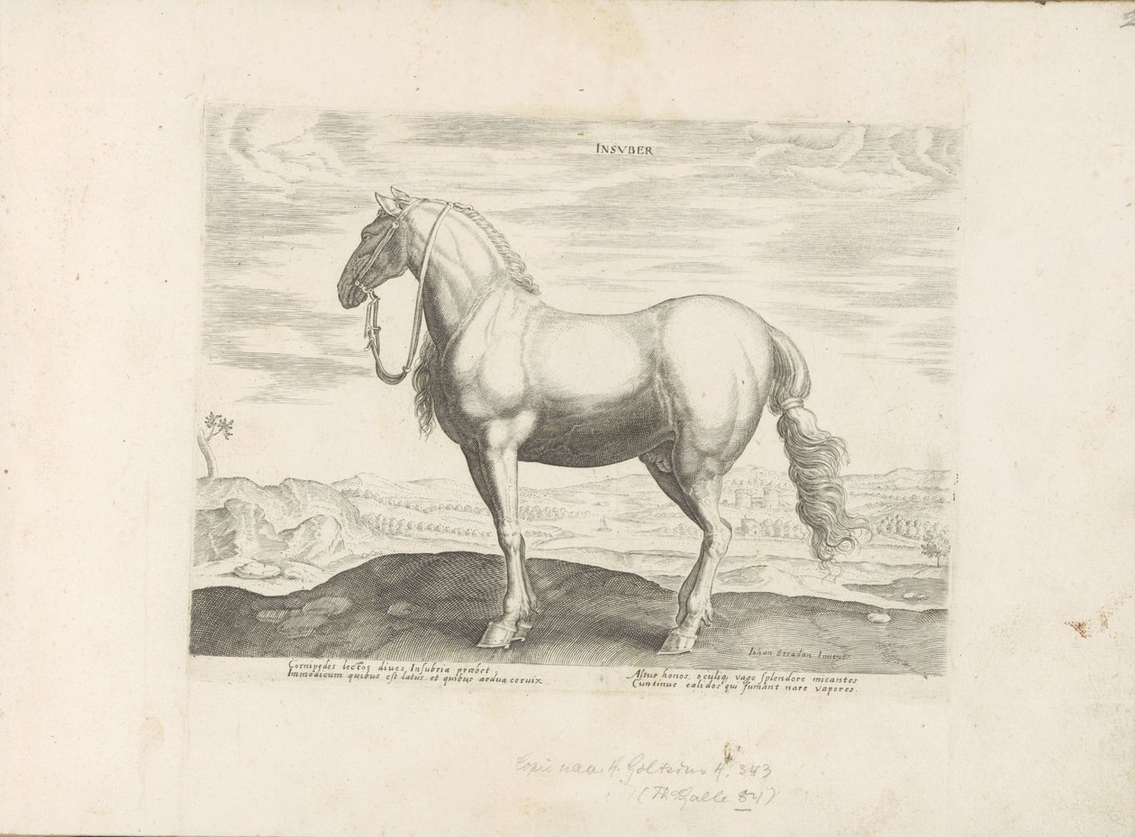 Paard uit Noord-Italia Insuber (otsikko esineessä) Paardenrassen uit de Koninklijke stallen van Don Juan van Oostenrijk (sarjan nimi) Hevonen, jossa kaikenlaisia ​​aatelisia: eri puolilta maailmaa erottuneiden hevosten käyttäytymistä valittu (...) (sarjan  tekijältä Anonymous