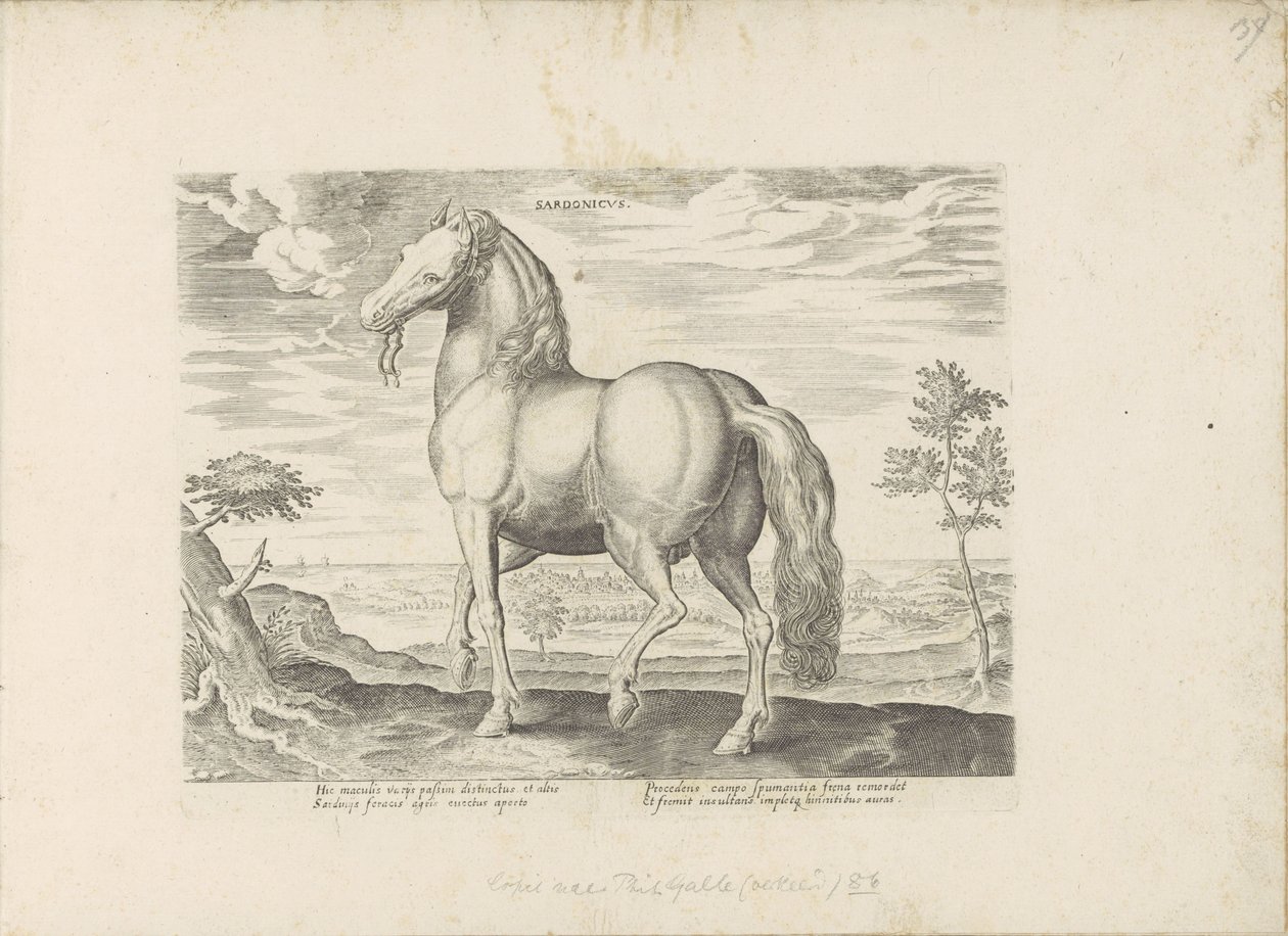Paard Sardiniasta Sardonicus (nimi esineessä) Paardenrassen uit de Koninklijke stallen van Don Juan van Oostenrijk (sarjan nimi) Hevonen, jossa kaikenlaisia ​​aatelisia: eri puolilta maailmaa erottuneiden hevosten käyttäytyminen valittu (...) (sarjan nimi  tekijältä Anonymous