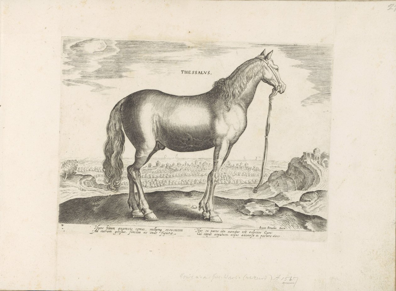 Paard uit Thessalië Thessalia (otsikko esineessä) Paardenrassen uit de Koninklijke stallen van Don Juan van Oostenrijk (sarjan nimi) Hevonen, jossa kaikenlaisia ​​aatelisia: eri puolilta maailmaa erottuneiden hevosten käyttäytyminen valittu (...) (sarjan n tekijältä Anonymous
