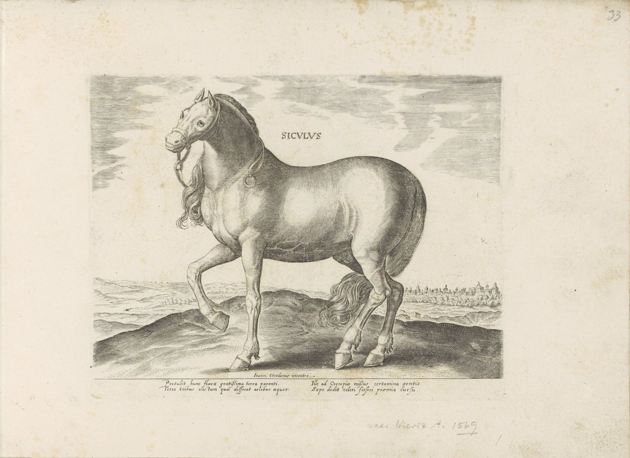 Paard van Sicilie Siculus (otsikko esineessä) Paardenrassen uit de Koninklijke stallen van Don Juan van Oostenrijk (sarjan nimi) Hevonen, jossa kaikenlaisia ​​aatelisia: eri puolilta maailmaa erottuneiden hevosten käyttäytyminen valittu (...) (sarjan nimi  tekijältä Anonymous