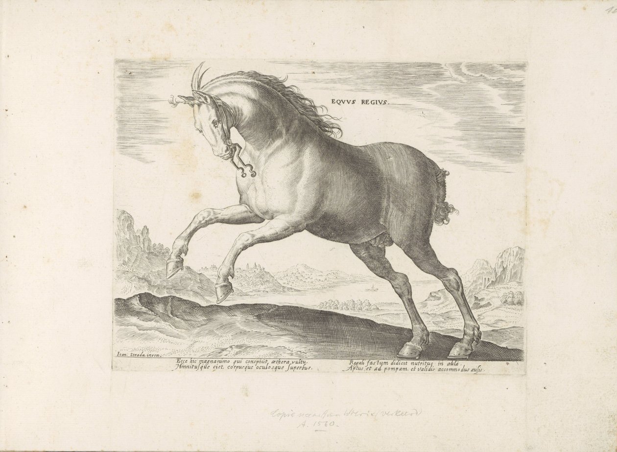 Paard van het ras Royal Horse (de Koninklijke) Kuninkaallinen hevonen (nimi esineessä) Paardenrassen uit de Koninklijke stallen van Don Juan van Oostenrijk (sarjan nimi) Hevonen, jossa kaikenlaisia ​​aatelisia: erottuu eri puolilta maailmaa kotoisin olevie tekijältä Anonymous