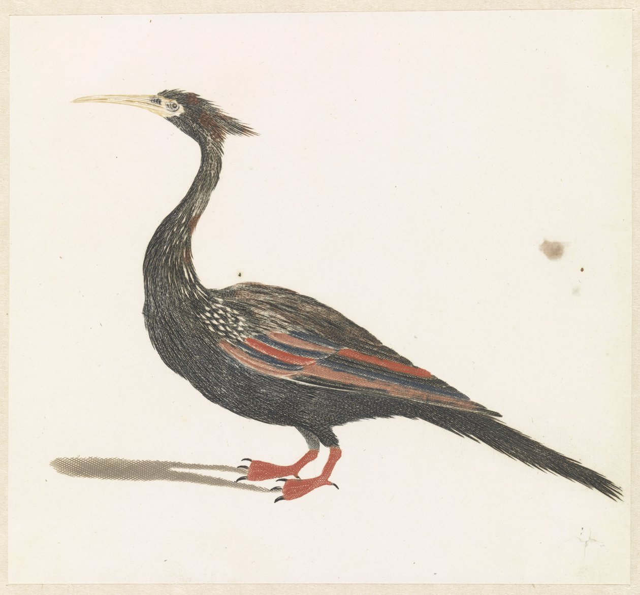 Slangenhalsvogel tekijältä Anonymous