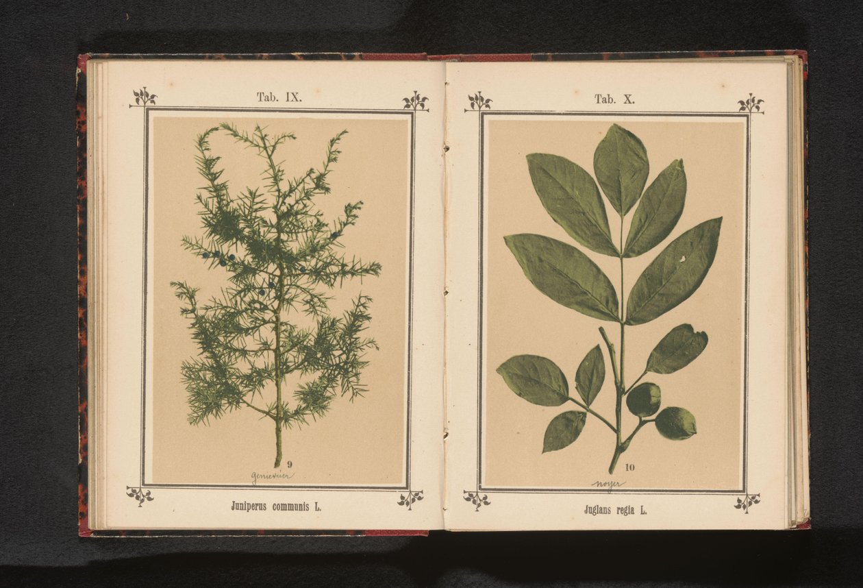 Katajan oksa Juniperus communis L. (otsikko esineessä) tekijältä Anonymous