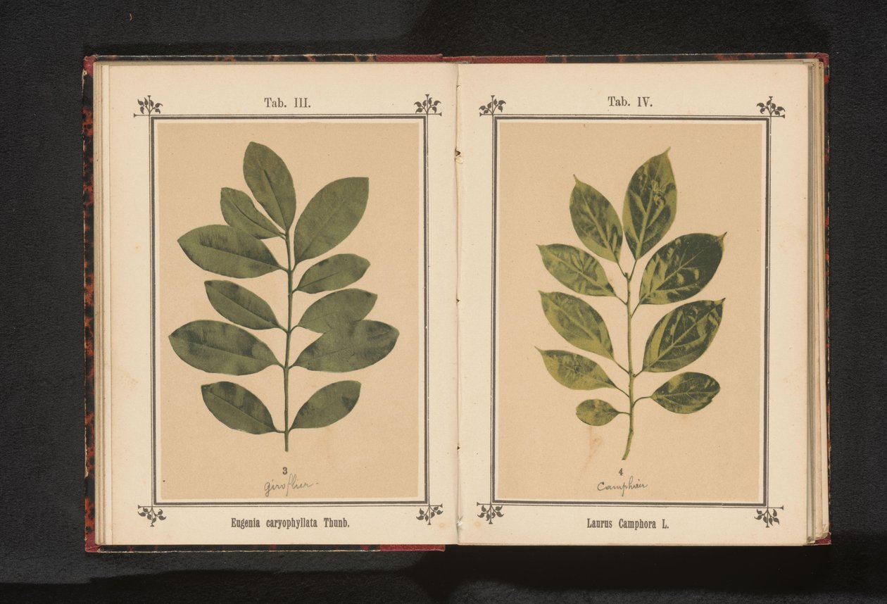 Neilikkapuun oksa Eugenia caryophyllata Thunb. (otsikko esineessä) tekijältä Anonymous